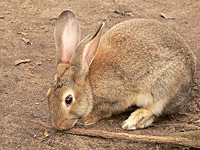European Rabbit (Oryctolagus cuniculus)