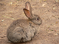 European Rabbit (Oryctolagus cuniculus)