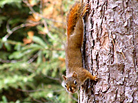 Red Squirrel (Tamiasciurus hudsonicus)