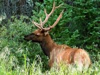 Rocky Mountain Elk (Cervus canadensis nelsoni)