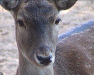 Sika Deer (Cervus nippon)