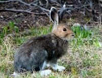 Snowshoe hare (Lepus americanus)
