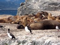 South American Sea Lion (Otaria flavescens)