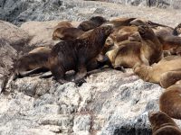 South American Sea Lion (Otaria flavescens)