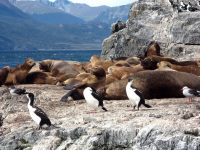 South American Sea Lion (Otaria flavescens)