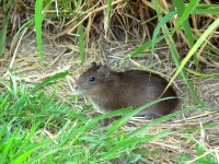 Microcavia australis