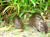 Microcavia australis
