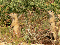 Spotted Souslik, Speckled Ground Squirrel (Spermophilus suslicus)