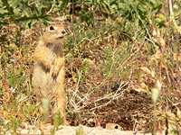 Spotted Souslik, Speckled Ground Squirrel (Spermophilus suslicus)