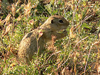 Spotted Souslik, Speckled Ground Squirrel (Spermophilus suslicus)