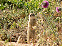 Spotted Souslik, Speckled Ground Squirrel (Spermophilus suslicus)