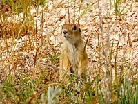 Spotted Souslik, Speckled Ground Squirrel (Spermophilus suslicus)