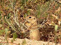 Spotted Souslik, Speckled Ground Squirrel (Spermophilus suslicus)
