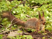 Squirrel (Sciurus vulgaris)