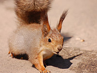 Squirrel (Sciurus vulgaris)