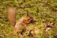 Squirrel (Sciurus vulgaris)