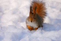 Squirrel (Sciurus vulgaris)