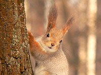 Squirrel (Sciurus vulgaris)