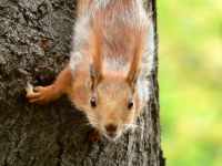 Squirrel (Sciurus vulgaris)