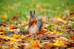 Squirrel (Sciurus vulgaris)