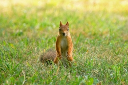 Squirrel (Sciurus vulgaris)