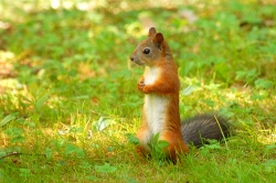 Squirrel (Sciurus vulgaris)