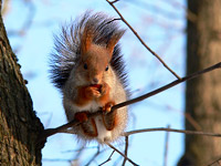 Squirrel (Sciurus vulgaris)