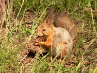 Squirrel (Sciurus vulgaris)