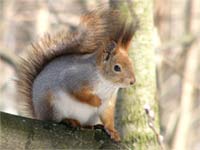 Squirrel (Sciurus vulgaris)