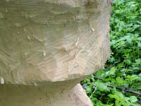 Tracks of beaver’s teeth.