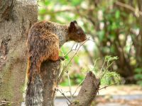 Variegated Squirrel (Sciurus variegatoides)