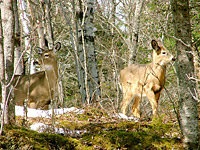 White-tailed Deer (Odocoileus virginianus)