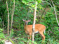 White-tailed Deer (Odocoileus virginianus)