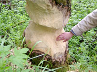 Work of beaver’s teeth.