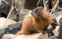 Yellow-bellied marmot (Marmota flaviventris)