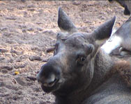 Moose (Alces alces)