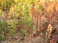 Alyssum hirsutum