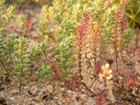 Alyssum hirsutum
