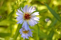 Aster (Aster salignus)