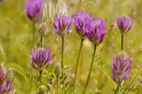 Astragalus onobrychis