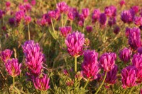 Astragalus onobrychis