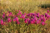 Astragalus onobrychis