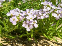 Cakile euxina