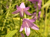 Campanula bononiensis