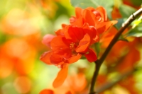 Maule's Quince or Japanese Quince (Chaenomeles japonica)