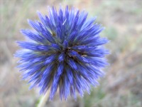 Echinops ruthenicus