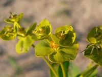 Euphorbia nicaeensis ssp. stepposa