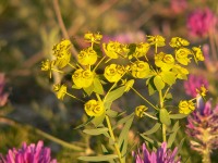 Euphorbia nicaeensis ssp. stepposa