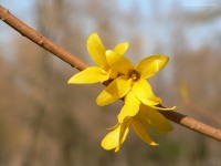 Border Forsythia (Forsythia x intermedia)