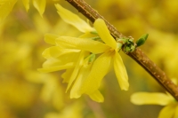 Border Forsythia (Forsythia x intermedia)